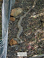 Speckled Rattlesnakes