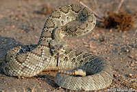 Northern Mohave Rattlesnake   