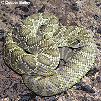 Northern Mohave Rattlesnake   