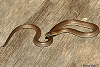 Forest Sharp-tailed Snake