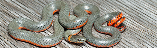 Pacific Ring-necked Snake