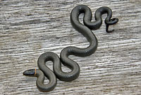 Pacific Ring-necked Snake
