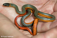 Pacific Ring-necked Snake