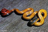 Pacific Ring-necked Snake  