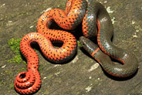 Pacific Ring-necked Snake