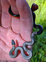 Pacific Ring-necked Snake