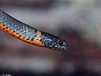 Pacific Ring-necked Snake