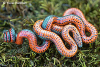 Pacific Ring-necked Snake