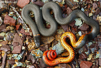 Pacific Ring-necked Snake