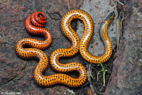 Pacific Ring-necked Snake
