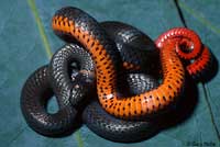 Pacific Ring-necked Snake