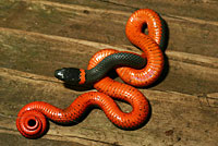 Northwestern Ring-necked Snake