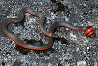 Coral-bellied Ring-necked Snake