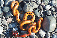 Pacific Ring-necked Snake