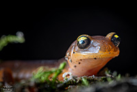 Yellow-eyed Ensatina