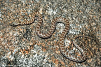Northern Desert Nightsnake