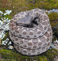 San Diego Nightsnake