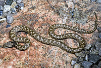 California Nightsnake