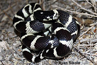 california kingsnake