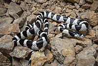 california kingsnake