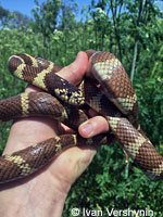 california kingsnake