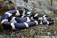 california kingsnake