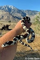 california kingsnake