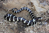 california kingsnake