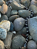 california kingsnake