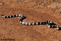 california kingsnake