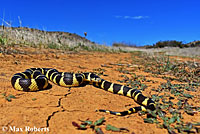california kingsnake