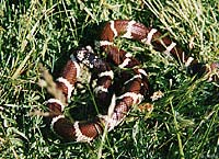 california kingsnake