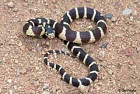 california kingsnake