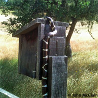 california kingsnake
