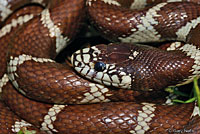 california kingsnake