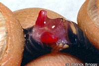hemipenis