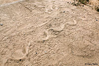 tracks