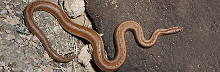 Rosy Boa