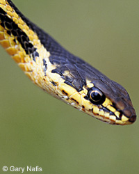 Alameda Striped Racer