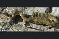 northern pacific rattlesnake