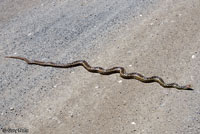San Diego Gopher Snake