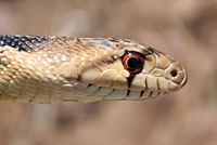 San Diego Gopher Snake