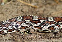 San Diego Gopher Snake