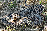 Great Basin Gopher Snakes