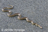Pacific Gopher Snake