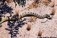 Great Basin Gopher Snake