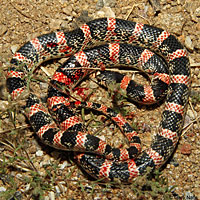 Long-nosed Snake