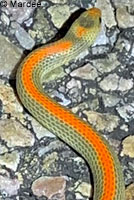 Variable Groundsnake