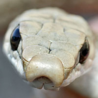 Mohave Patch-nosed Snake