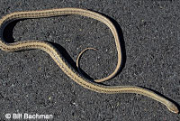 Mohave Patch-nosed Snake